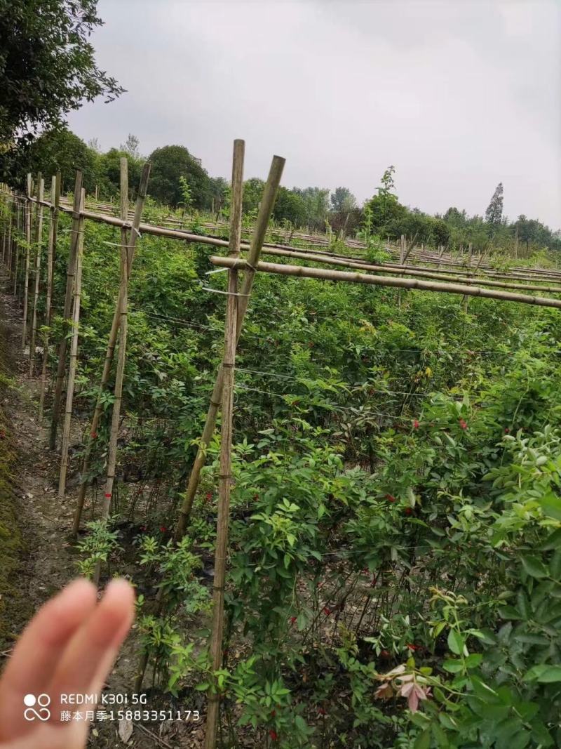 苗圃直供精品蔷薇，量大从优，欢迎选购，保质保量