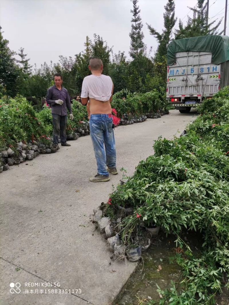 苗圃直供精品蔷薇，量大从优，欢迎选购，保质保量