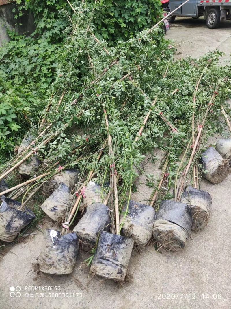 苗圃直供精品蔷薇，量大从优，欢迎选购，保质保量