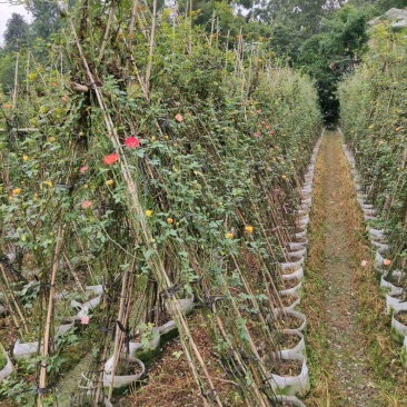 苗圃直供精品蔷薇，量大从优，欢迎选购，保质保量