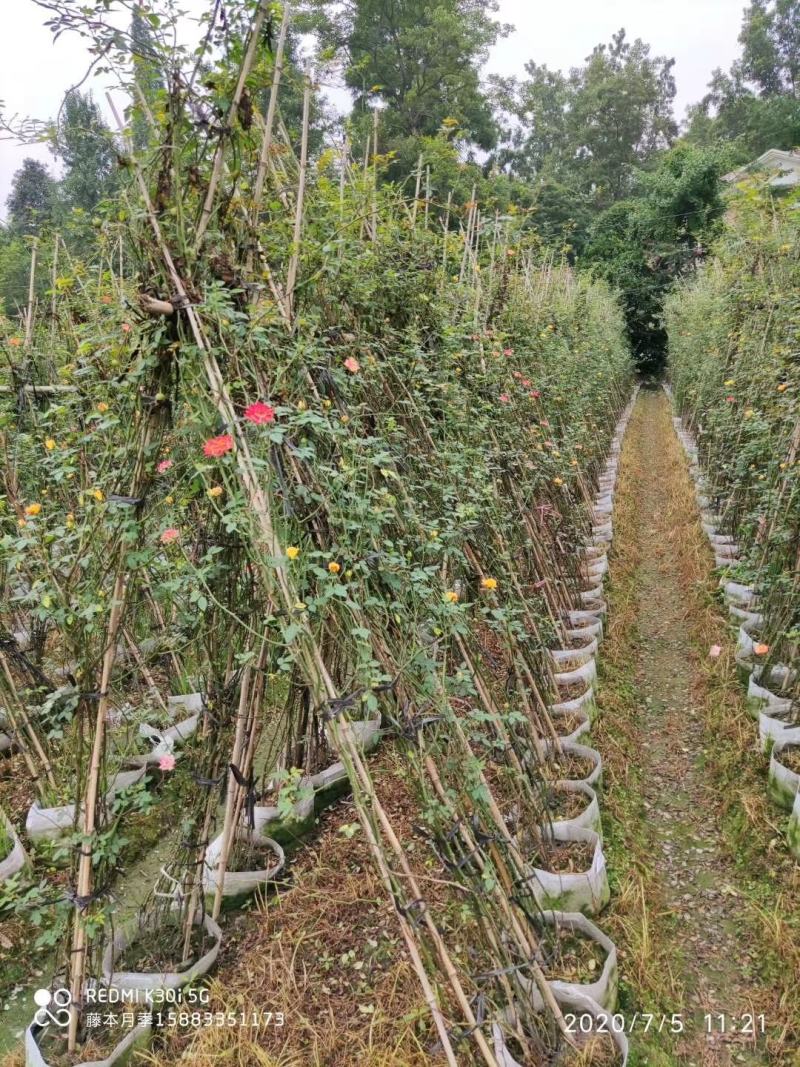 苗圃直供精品蔷薇，量大从优，欢迎选购，保质保量