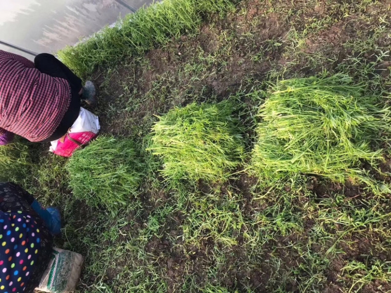 新鲜优质南京八卦洲芦蒿