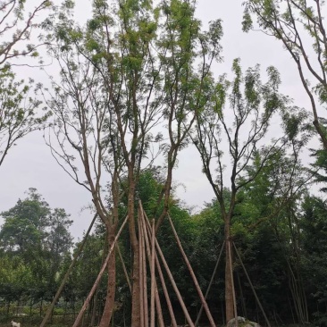 四川成都温江基地苗圃黄连木，质量保证欢迎咨询