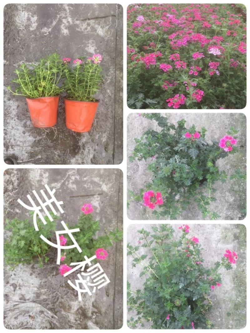 苗圃直供各规格精品美女樱，量大从优，欢迎选购