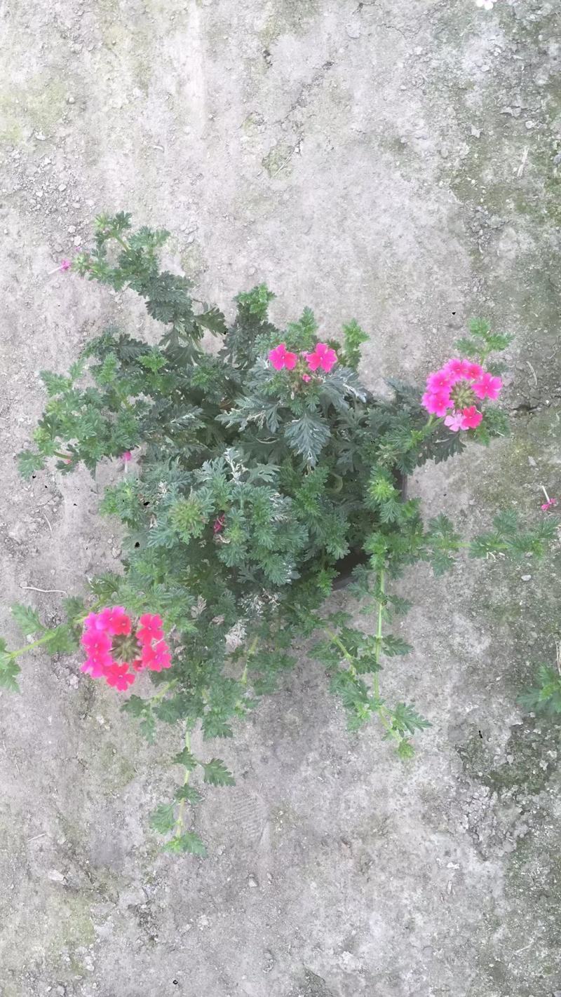 苗圃直供各规格精品美女樱，量大从优，欢迎选购