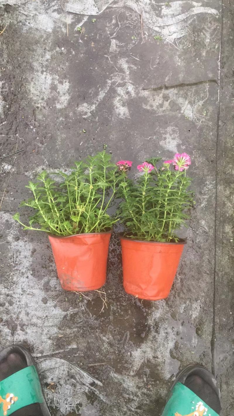 苗圃直供各规格精品美女樱，量大从优，欢迎选购