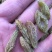 新疆吐鲁番大颗粒葡萄干全国包邮发货