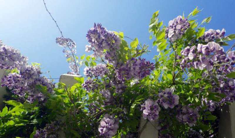 紫藤花树苗四季开花爬藤绿植物南北方种植庭院围墙地栽盆栽