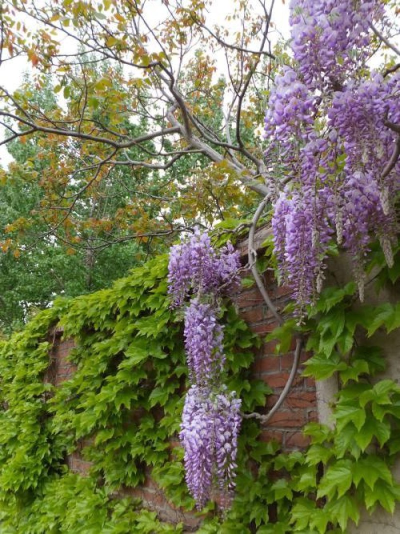 紫藤花树苗四季开花爬藤绿植物南北方种植庭院围墙地栽盆栽