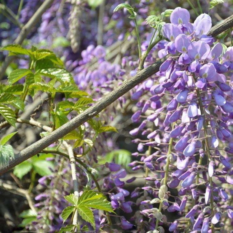 紫藤花树苗四季开花爬藤绿植物南北方种植庭院围墙地栽盆栽