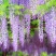 紫藤花树苗四季开花爬藤绿植物南北方种植庭院围墙地栽盆栽