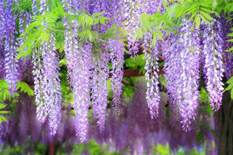 紫藤花树苗四季开花爬藤绿植物南北方种植庭院围墙地栽盆栽
