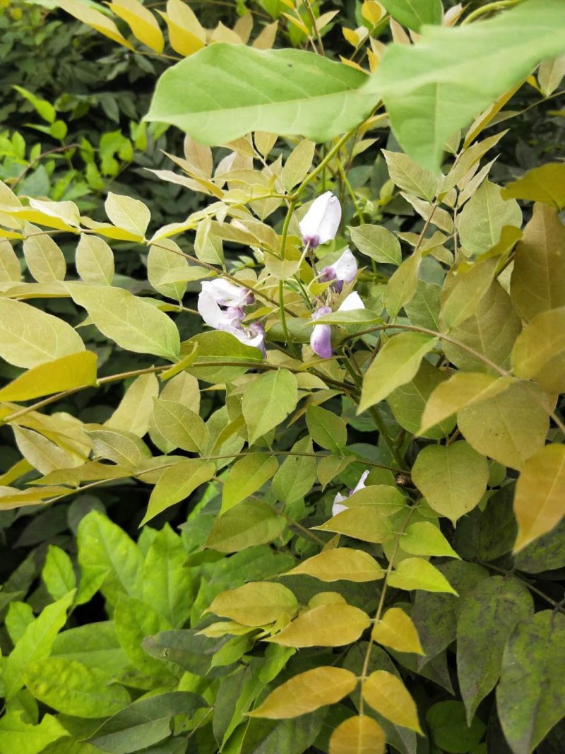 紫藤花树苗四季开花爬藤绿植物南北方种植庭院围墙地栽盆栽