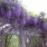 紫藤花树苗四季开花爬藤绿植物南北方种植庭院围墙地栽盆栽