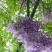 紫藤花树苗四季开花爬藤绿植物南北方种植庭院围墙地栽盆栽