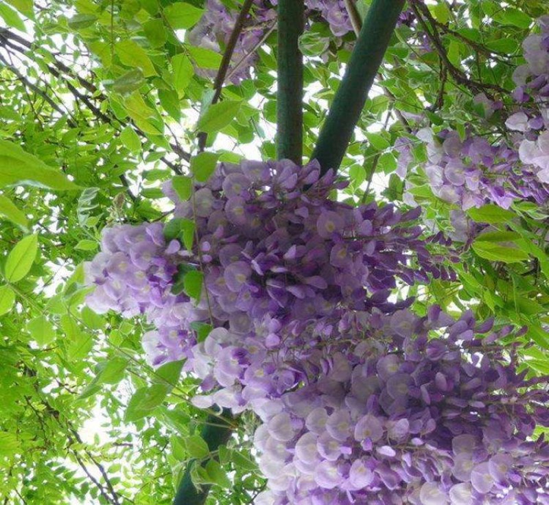 紫藤花树苗四季开花爬藤绿植物南北方种植庭院围墙地栽盆栽