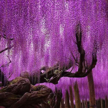 紫藤花树苗四季开花爬藤绿植物南北方种植庭院围墙地栽盆栽
