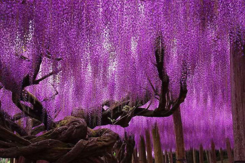 紫藤花树苗四季开花爬藤绿植物南北方种植庭院围墙地栽盆栽