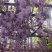 紫藤花树苗四季开花爬藤绿植物南北方种植庭院围墙地栽盆栽