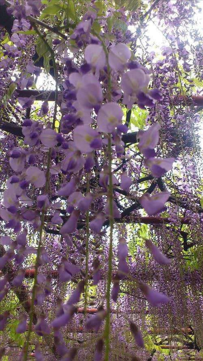 紫藤花树苗四季开花爬藤绿植物南北方种植庭院围墙地栽盆栽