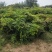 紫藤花树苗四季开花爬藤绿植物南北方种植庭院围墙地栽盆栽