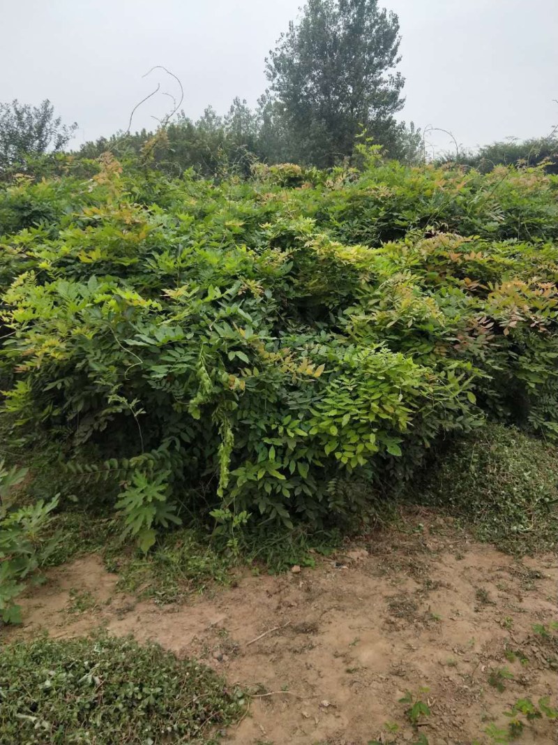 紫藤花树苗四季开花爬藤绿植物南北方种植庭院围墙地栽盆栽