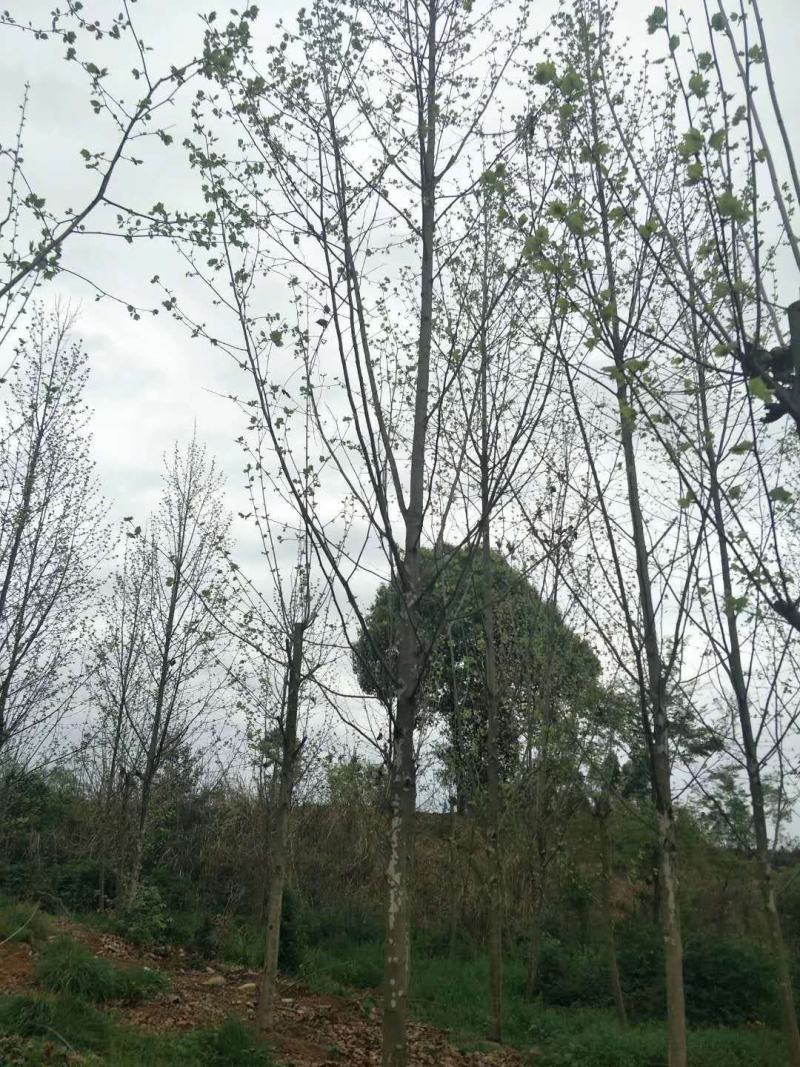 四川成都温江基地苗圃路梧桐，发国梧桐，基地货