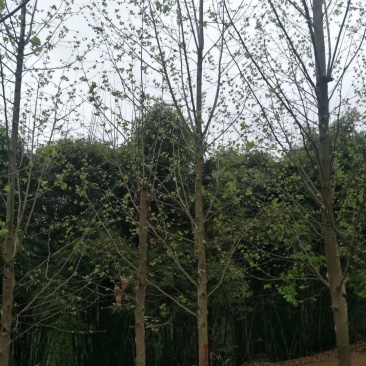 四川成都温江基地苗圃路梧桐，发国梧桐，基地货