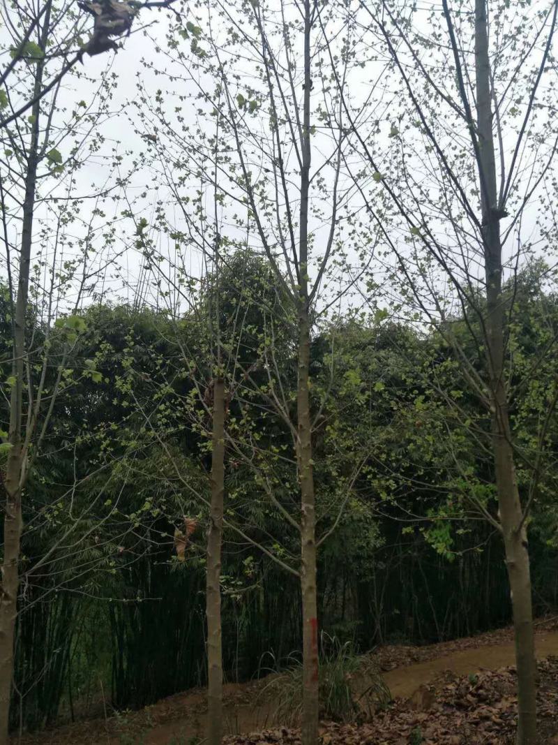 四川成都温江基地苗圃路梧桐，发国梧桐，基地货