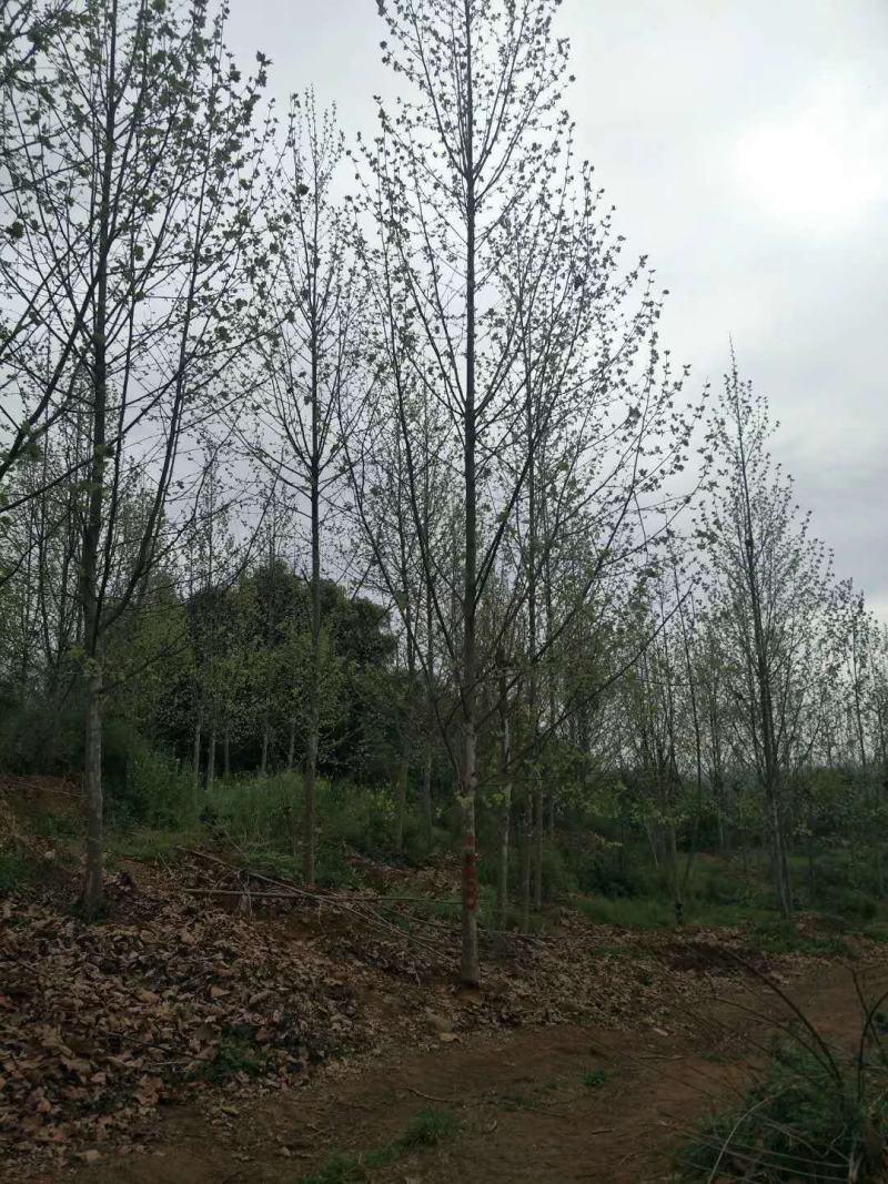 四川成都温江基地苗圃路梧桐，发国梧桐，基地货