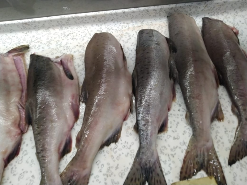 俄罗斯进口原料马哈鱼参考规格参数见色号