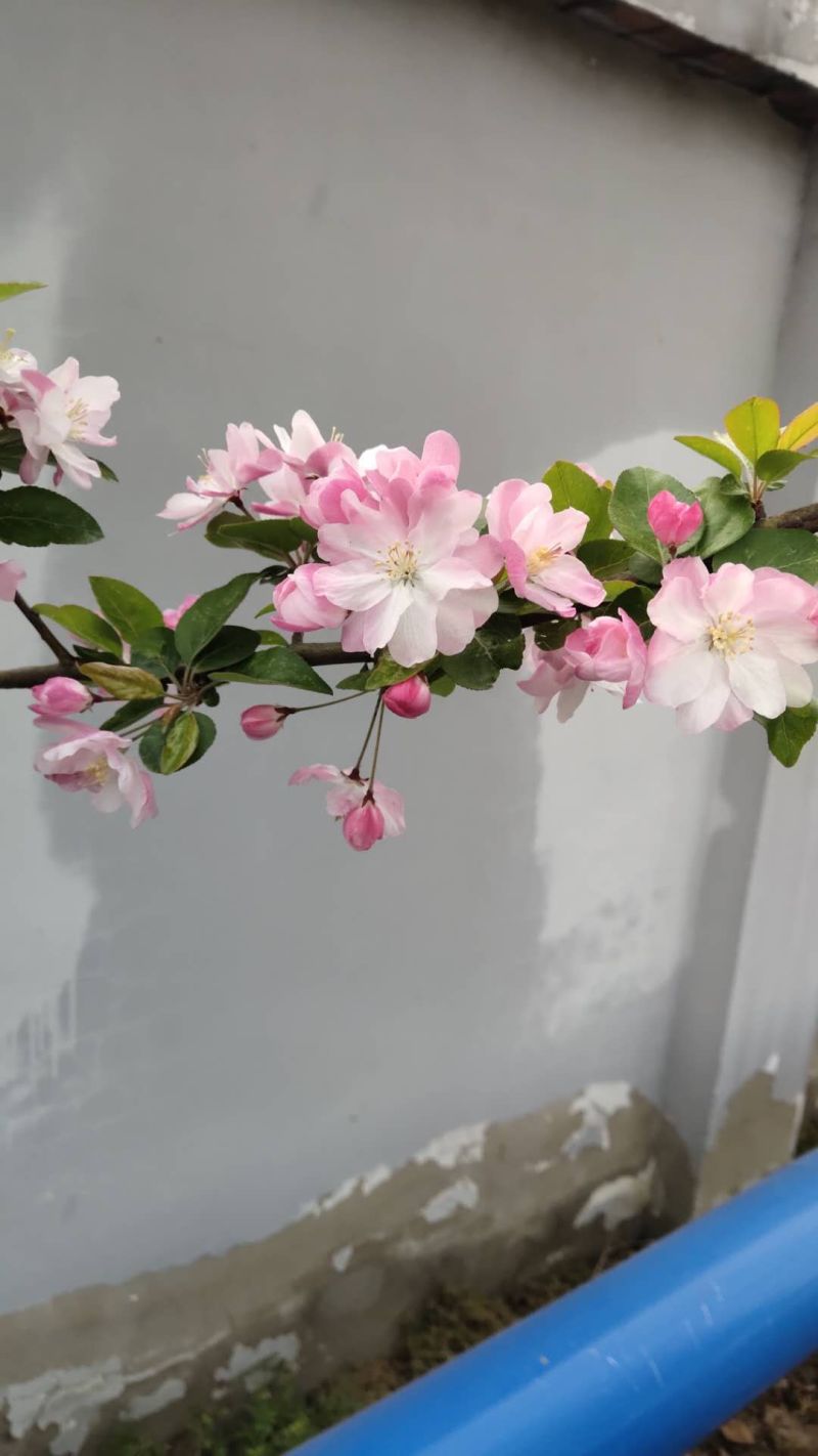海棠苗西湖海棠苗垂丝海棠苗可以视频看货选货价格