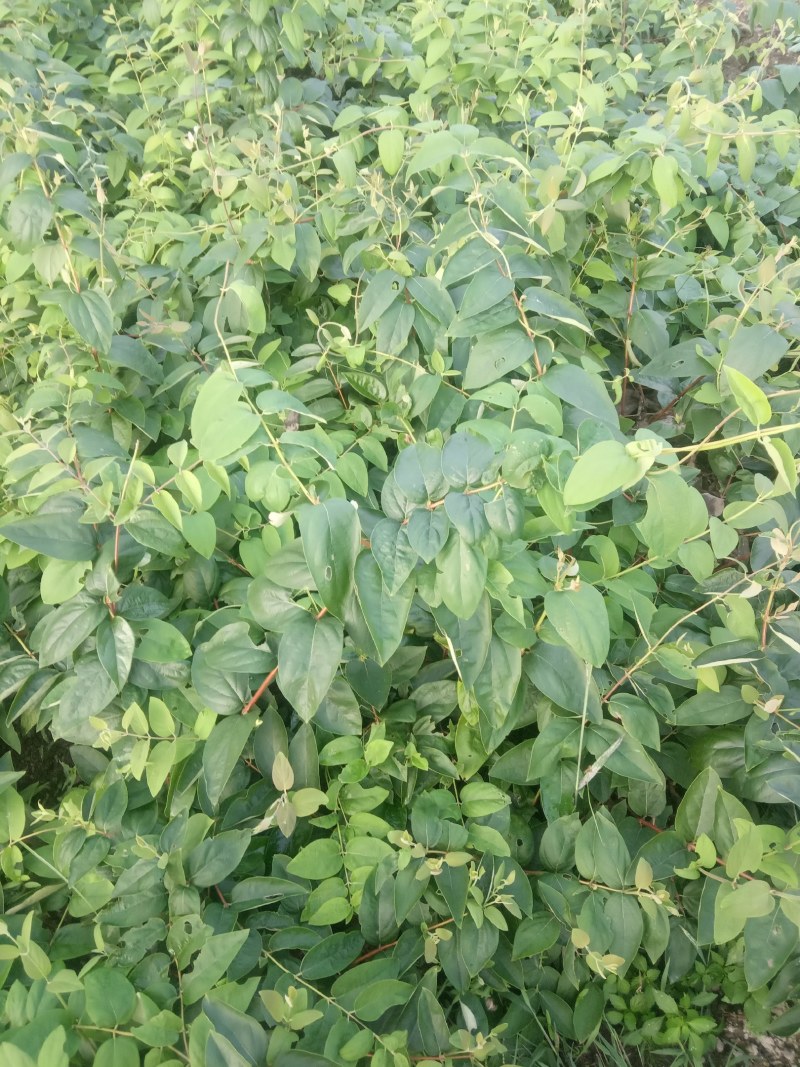 湘蕾金银花花王嫁接苗