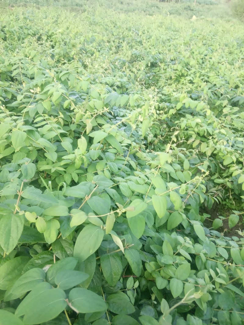 湘蕾金银花花王嫁接苗