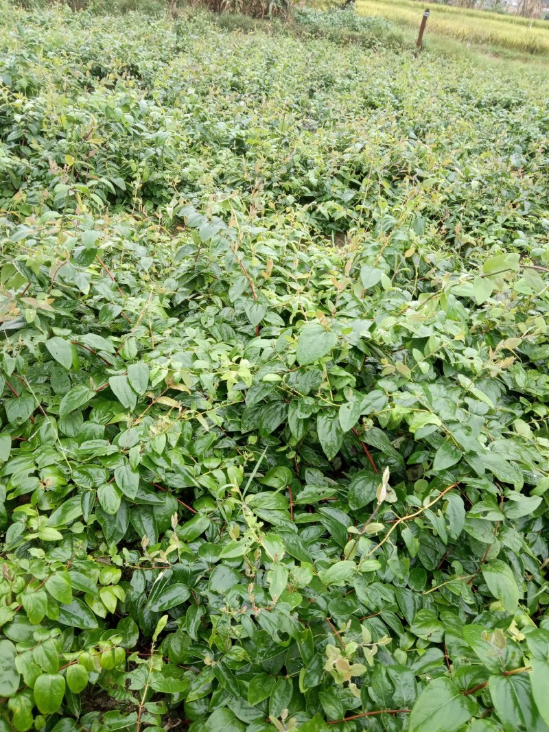 湘蕾金银花花王嫁接苗