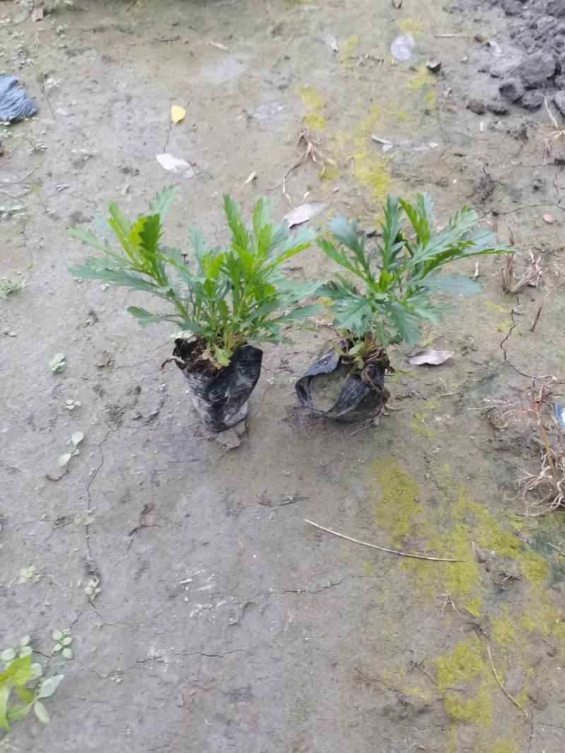 苗圃直供各规格精品木春菊，量大从优，欢迎选购