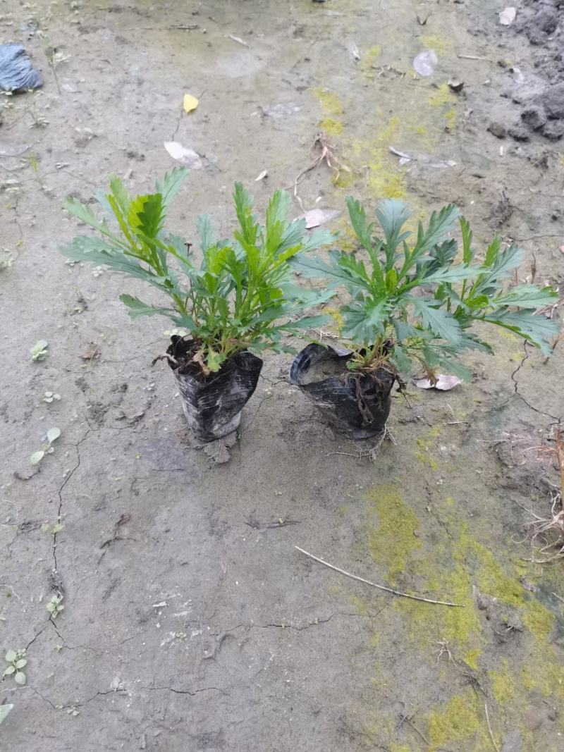 苗圃直供各规格精品木春菊，量大从优，欢迎选购