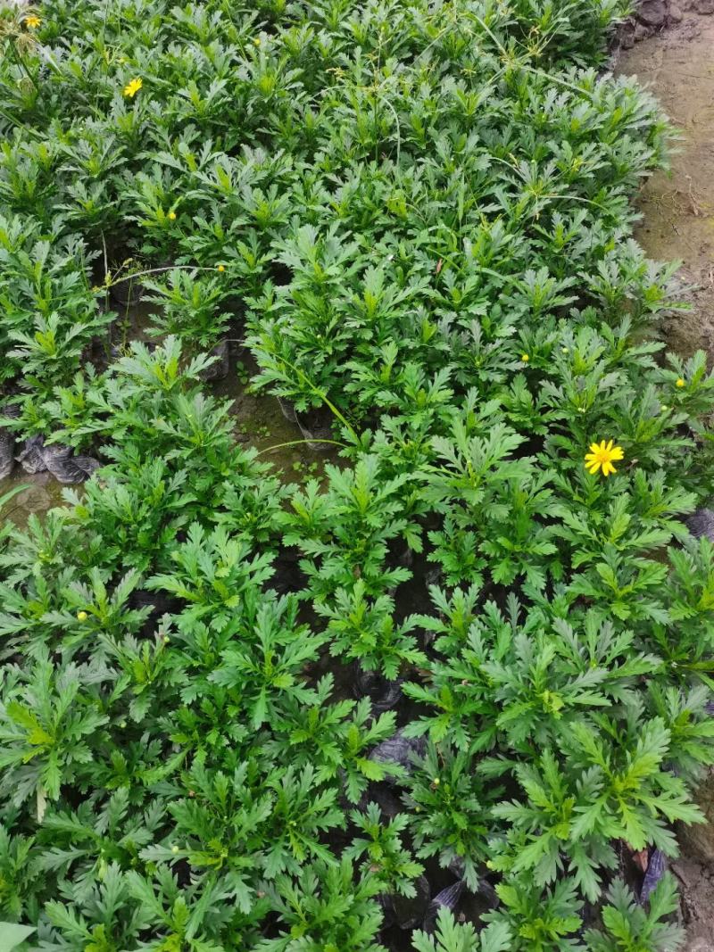 苗圃直供各规格精品木春菊，量大从优，欢迎选购