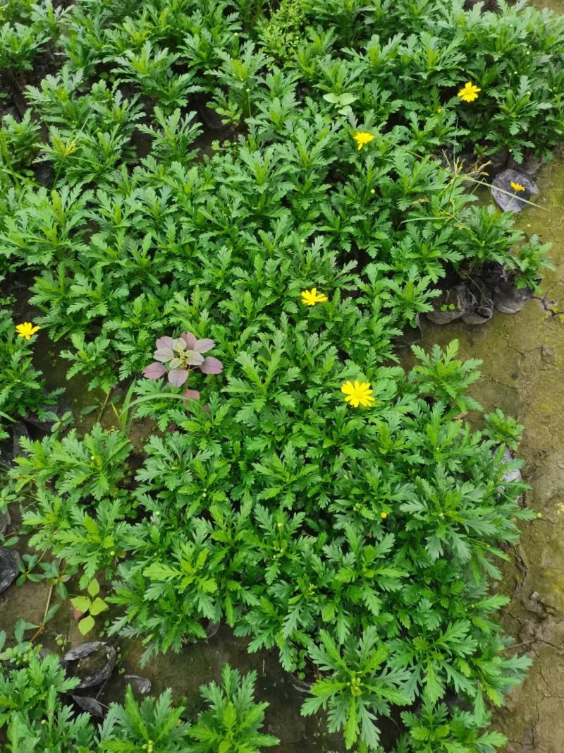 苗圃直供各规格精品木春菊，量大从优，欢迎选购