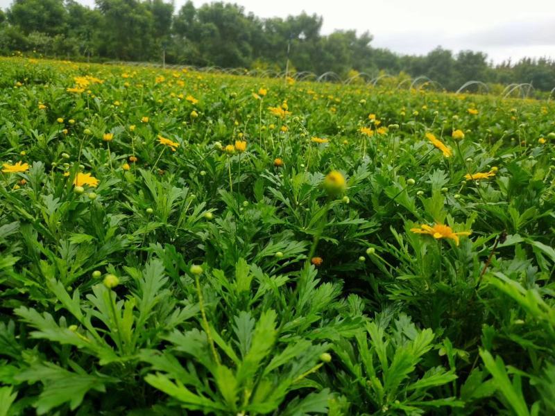 苗圃直供各规格精品木春菊，量大从优，欢迎选购