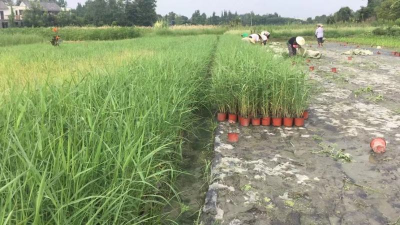 苗圃直供各规格精品芦苇，量大从优，欢迎选购