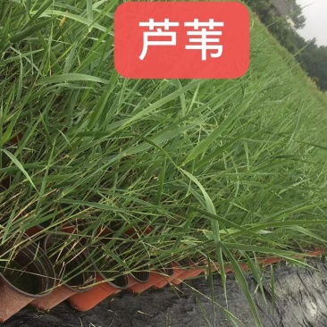 苗圃直供各规格精品芦苇，量大从优，欢迎选购