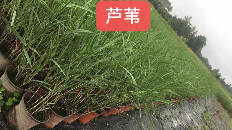 苗圃直供各规格精品芦苇，量大从优，欢迎选购