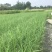苗圃直供各规格精品芦苇，量大从优，欢迎选购