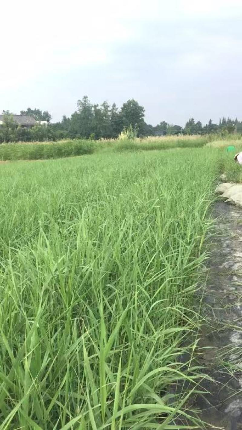苗圃直供各规格精品芦苇，量大从优，欢迎选购