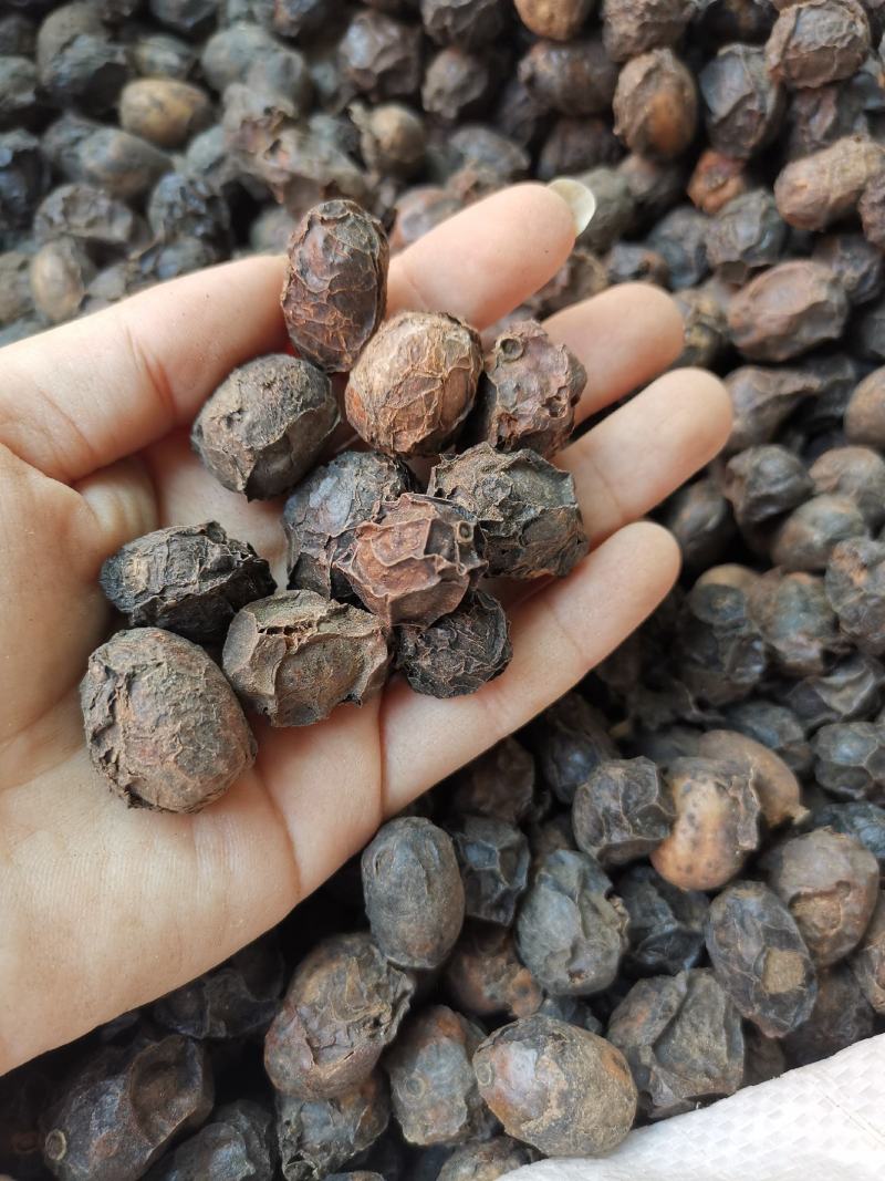 广枣无硫净货广枣可供批发零售广枣量大从优