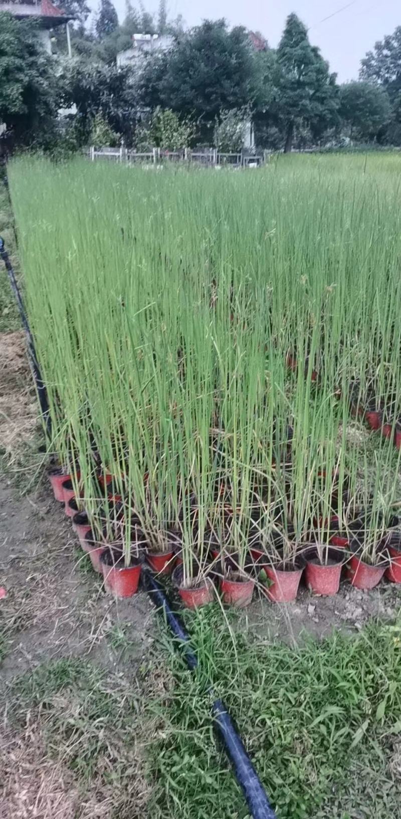 苗圃直供各规格精品水葱，量大从优，欢迎选购