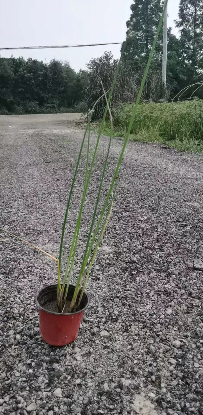 苗圃直供各规格精品水葱，量大从优，欢迎选购