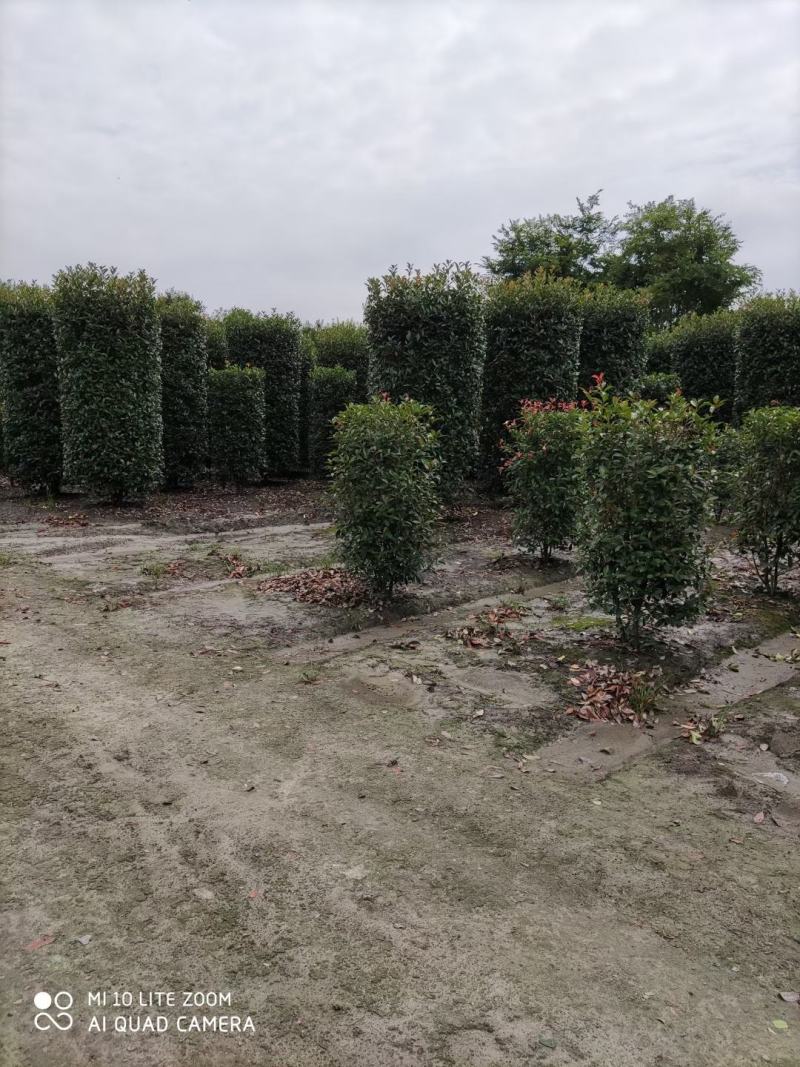 四川成都温江基地苗圃红叶石楠柱子，规格齐全