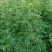大红袍和狮子头花椒苗。河南西华县总批发。0.5一2公分